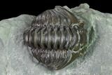 Enrolled Flexicalymene Trilobite In Shale - Mt Orab, Ohio #165365-2